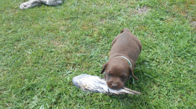 des pics luchonnais - chiots chocolat et noir disponibles 