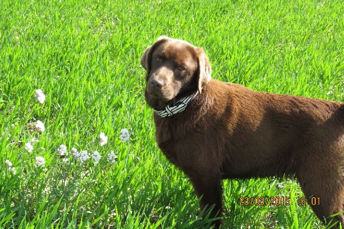 des pics luchonnais - FEMELLE CHOCOLAT A VENDRE 