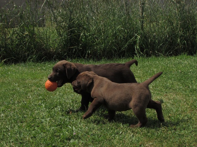 des pics luchonnais - CHIOTS LABRADOR DISPONIBLES