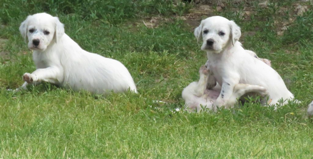 des pics luchonnais - Chiots disponibles - Setter Anglais