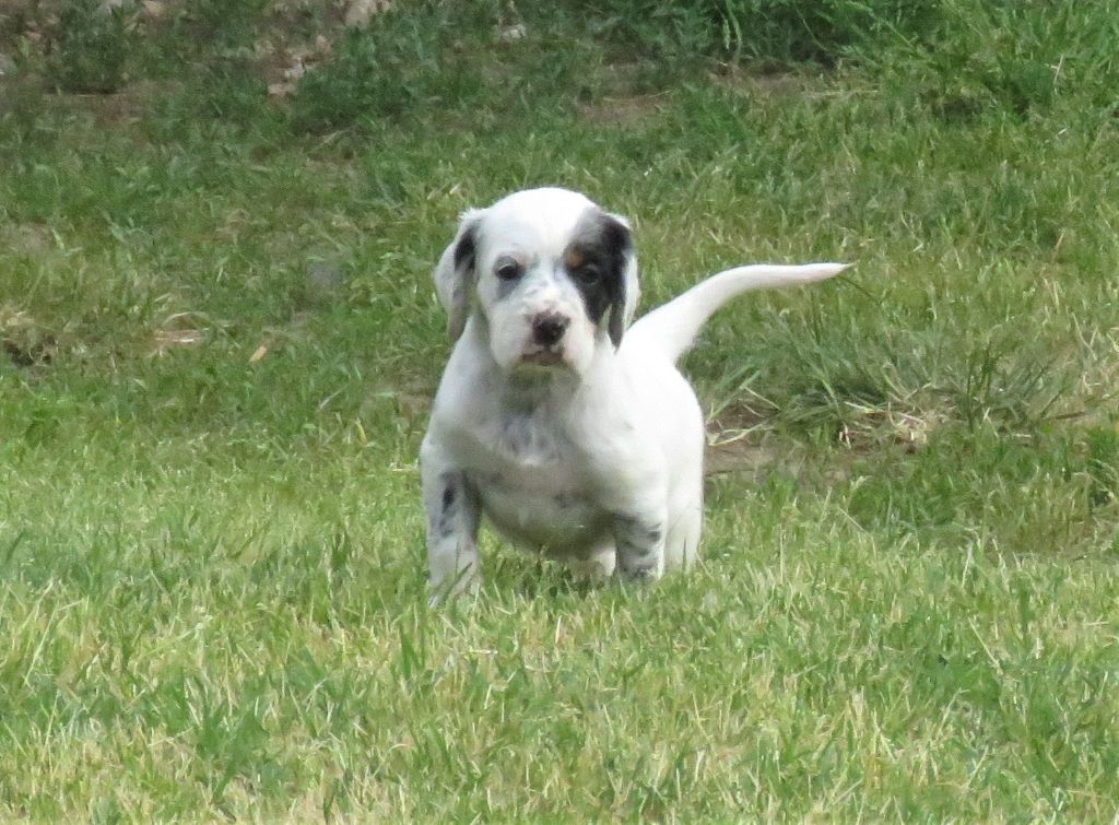 des pics luchonnais - Chiots disponibles - Setter Anglais