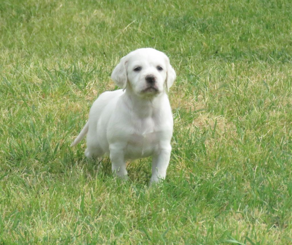 des pics luchonnais - Chiots disponibles - Setter Anglais