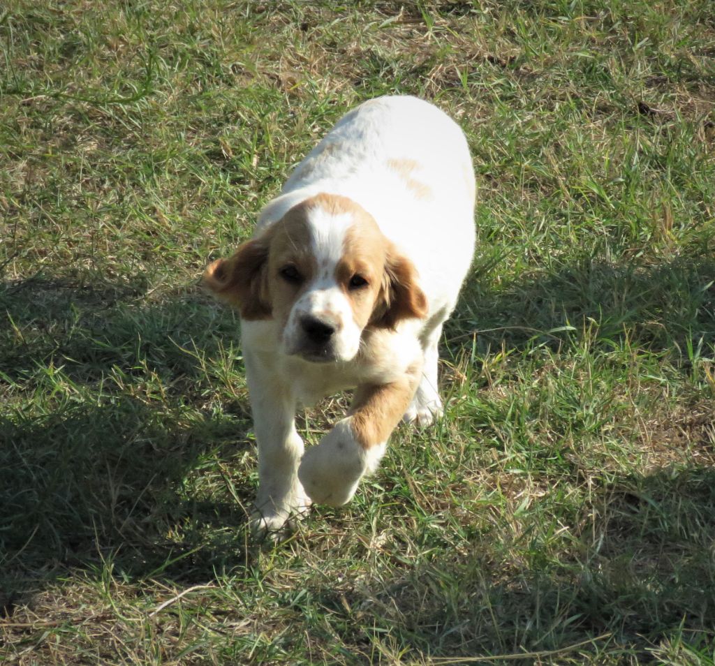 des pics luchonnais - Chiots disponibles - Epagneul Breton